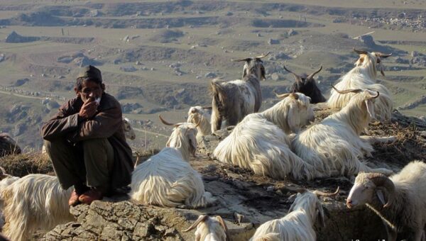 Shepherd with his flock in Darma Valley